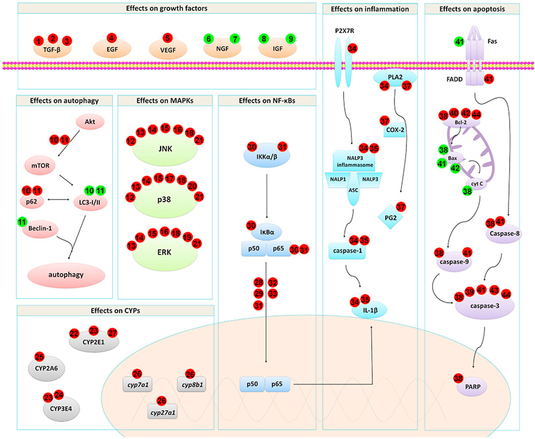 Molecular mechanism of Gentiana